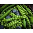 Pea Seeds, Lincoln Garden