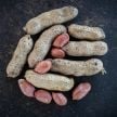 Peanut Seeds, Tennessee Red
