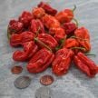 Sweet Pepper Seeds, Arroz Con Pollo 