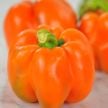 Sweet Pepper Seeds, Etiuda 