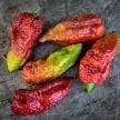 Hot Pepper Seeds, Leviathan Gnarly Scorpion Caramel