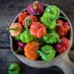 Sweet Pepper Seeds, Sweet Bonnet 
