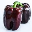 Sweet Pepper Seeds, Chocolate Beauty 