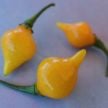 Hot Pepper Seeds, Biquinho Yellow