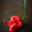 Hot Pepper Seeds, Carolina Reaper
