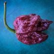 Hot Pepper Seeds, Chocolate Trinidad Scorpion