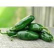 Hot Pepper Seeds, Jalapeño Craig's Grande