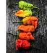 Hot Pepper Seeds, Death Spiral 