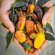 Hot Pepper Seeds, Puma 