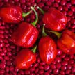 Hot Pepper Seeds, Red Savina