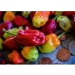 Hot Pepper Seeds, Tobago Seasoning 