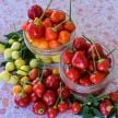 Hot Pepper Seeds, Trepadeira Werner 