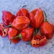 Hot Pepper Seeds, West Indies Red Habanero