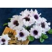 Petunia Seeds, Superbissima Giant Alba 