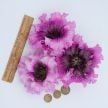 Petunia Seeds, Superbissima Giant Rose 