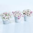 Phlox Seeds, Blushing Bride