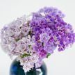 Phlox Seeds, Sugar Stars 