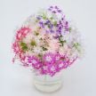 Phlox Seeds, Twinkles Dwarf Mix 