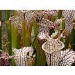 Pitcher Plant, Carnivorous White Topped (1 rhizome ships promptly)