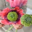Poppy Seeds, Hens and Chickens