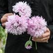 Poppy Seeds, Lilac PomPom