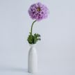 Poppy Seeds, Purple Peony