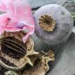 Poppy Seeds, Giant Rattle Breadseed