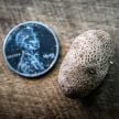 Potato Tubers, Russet Burbank (10 Micro Tubers) 