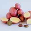 Potato Tubers, French Fingerling (10 micro tubers)