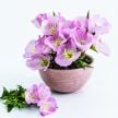 Evening Primrose Seeds, Pink 