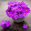 Primrose Seeds, Pink Siberian