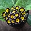 Primrose Seeds, Victoriana Gold Lace Black 