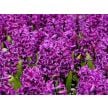 Hyacinth Bulbs, Purple Sensation (5 bulbs)