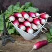 Radish Seeds, French Breakfast