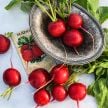 Radish Seeds, Saxa 2