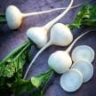 Radish Seeds, White Hailstone 