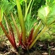 Victoria Rhubarb