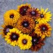 Rudbeckia Seeds, Cherokee Sunset