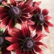 Rudbeckia Seeds, Cherry Brandy