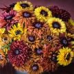 Rudbeckia Seeds, Sahara 