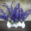 Salvia Seeds, Sirius Blue 