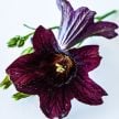 Salpiglossis Seeds, Black Trumpet 