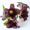 Salpiglossis Seeds, Cafe Au Lait