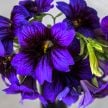 Salpiglossis Seeds, Kew Blue