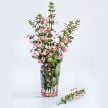 Salvia Seeds, Summer Jewels Pink