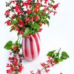 Salvia Seeds, Summer Jewels Red 