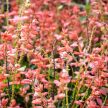 Salvia Seeds, Amore Salmon 