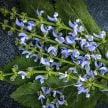 Salvia Seeds, Sky Dance 