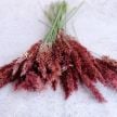 Grass Seeds, Savannah