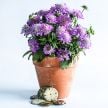 Scabiosa Seeds, Ritz Rose